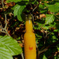 Der Ingwershok (6x 40ml)